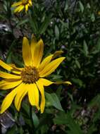 Image of oneflower helianthella