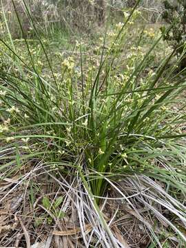 Image of Phlebocarya ciliata R. Br.