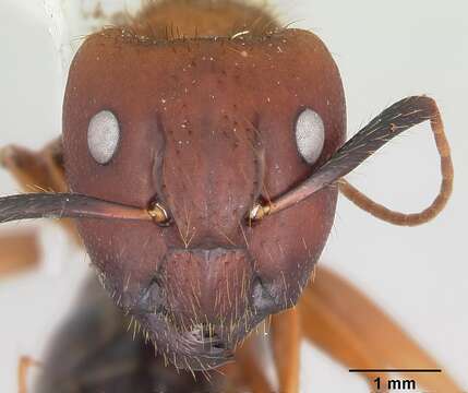 Image of Florida Carpenter Ant