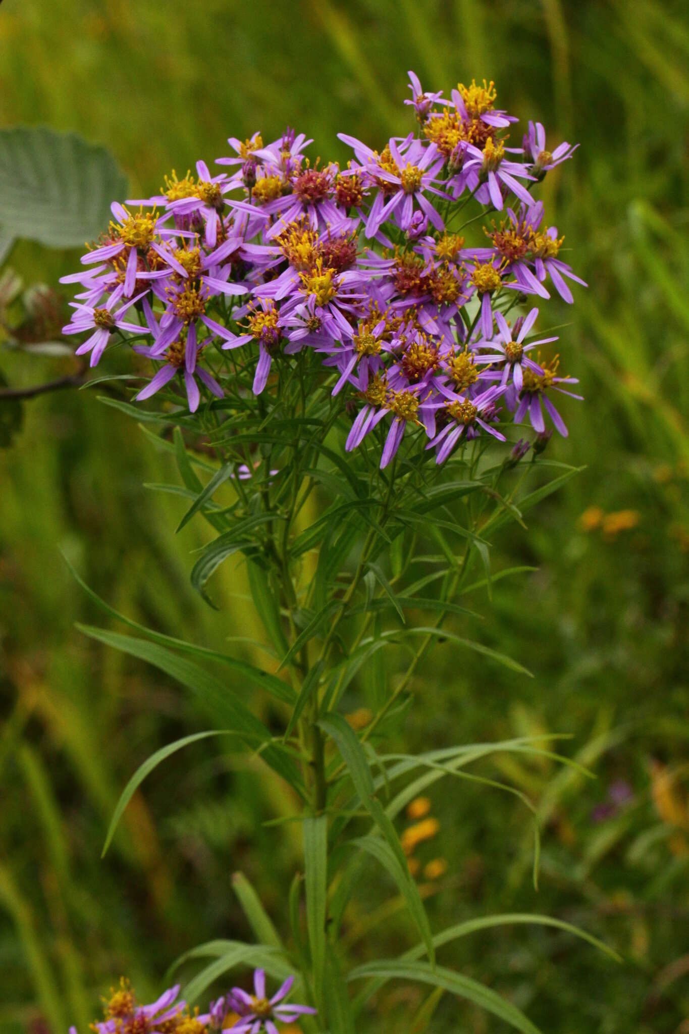 Plancia ëd Galatella sedifolia (L.) Greuter