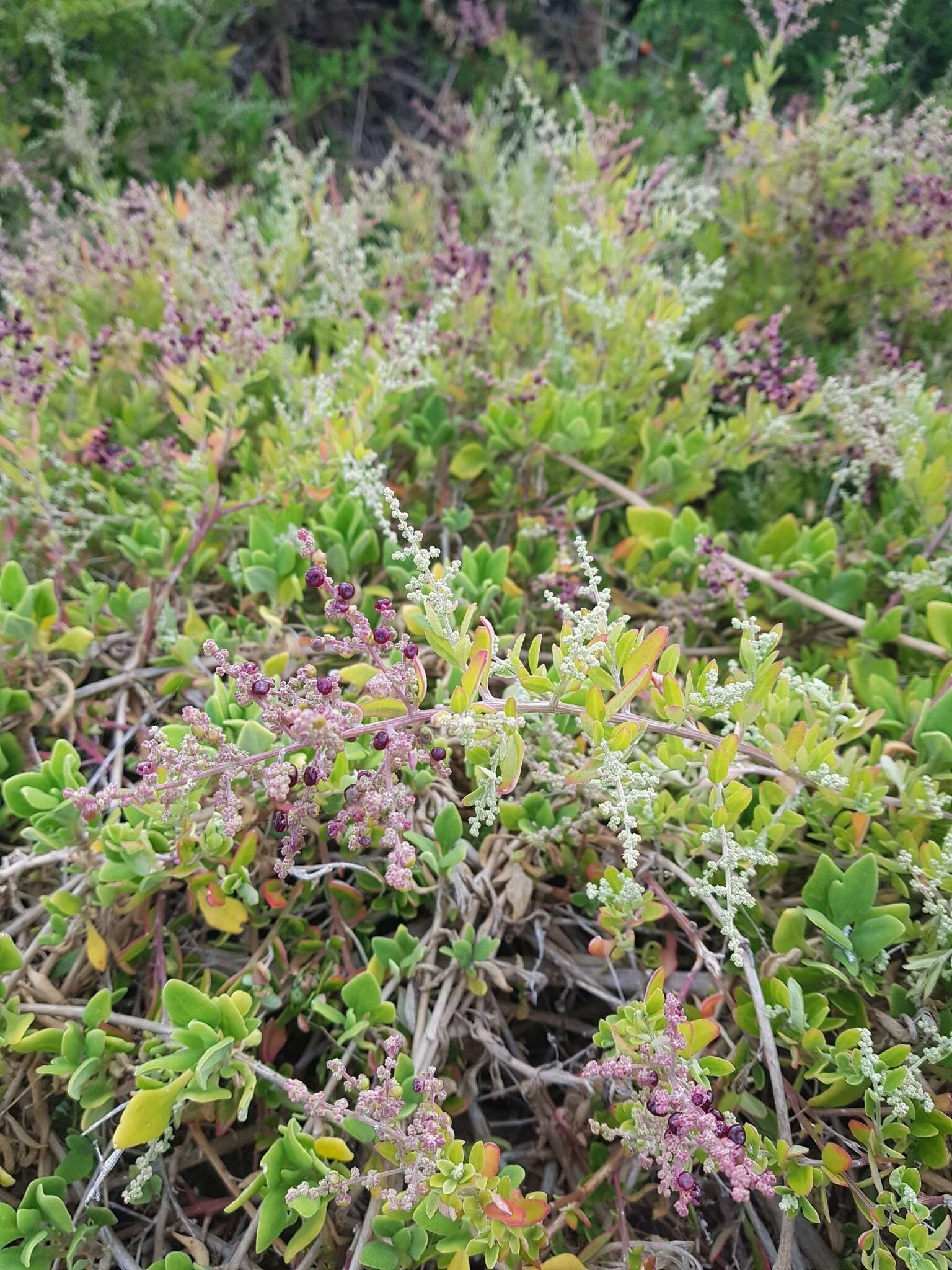 Chenopodium candolleanum subsp. candolleanum的圖片