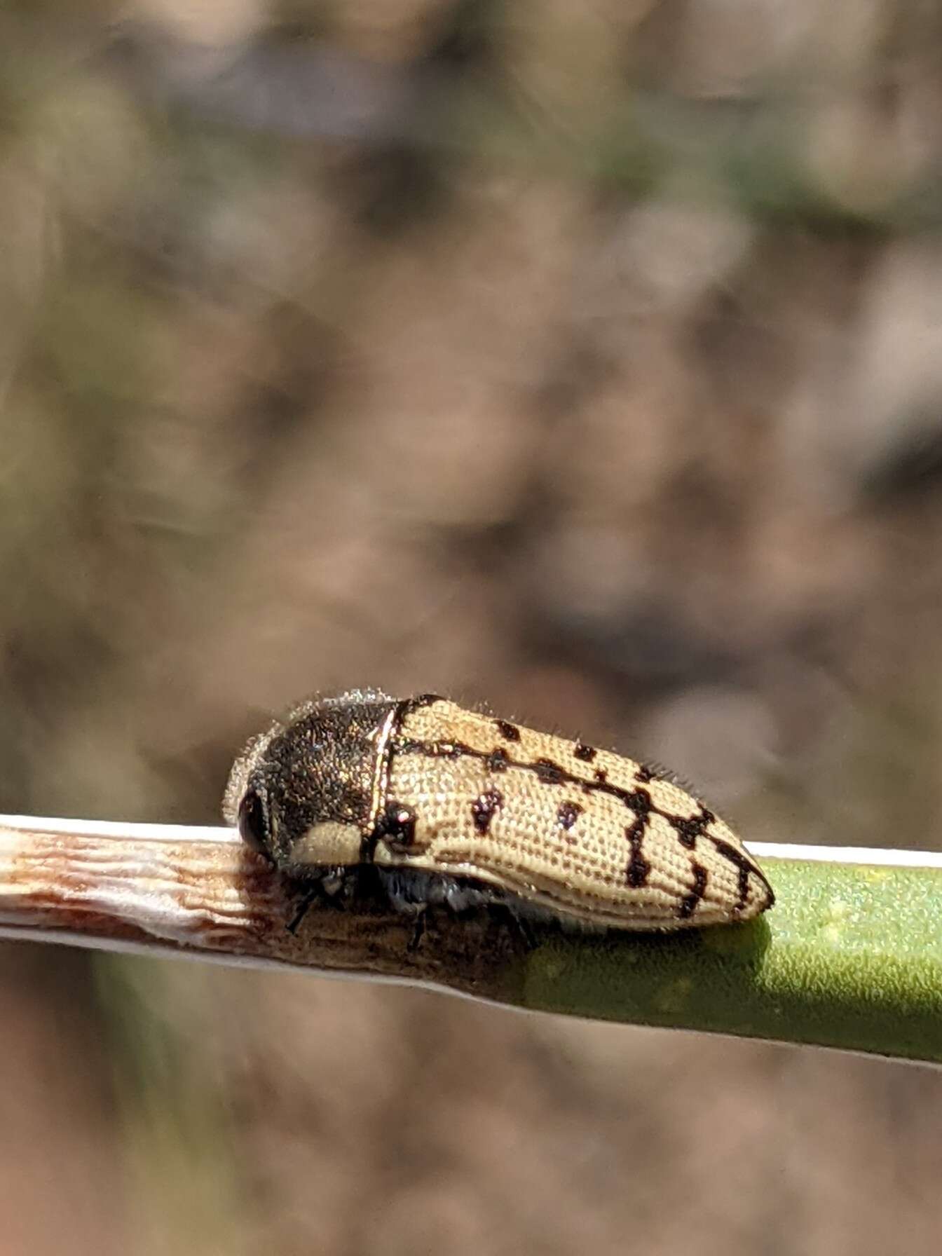 Imagem de Acmaeodera gillespiensis Knull 1941