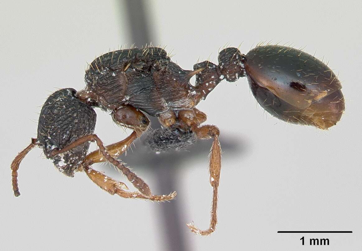 Image of Myrmica lobicornis Nylander 1846