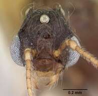 Pheidole elecebra (Wheeler 1904) resmi