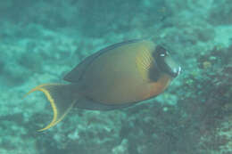 Image of Chocolate Surgeonfish