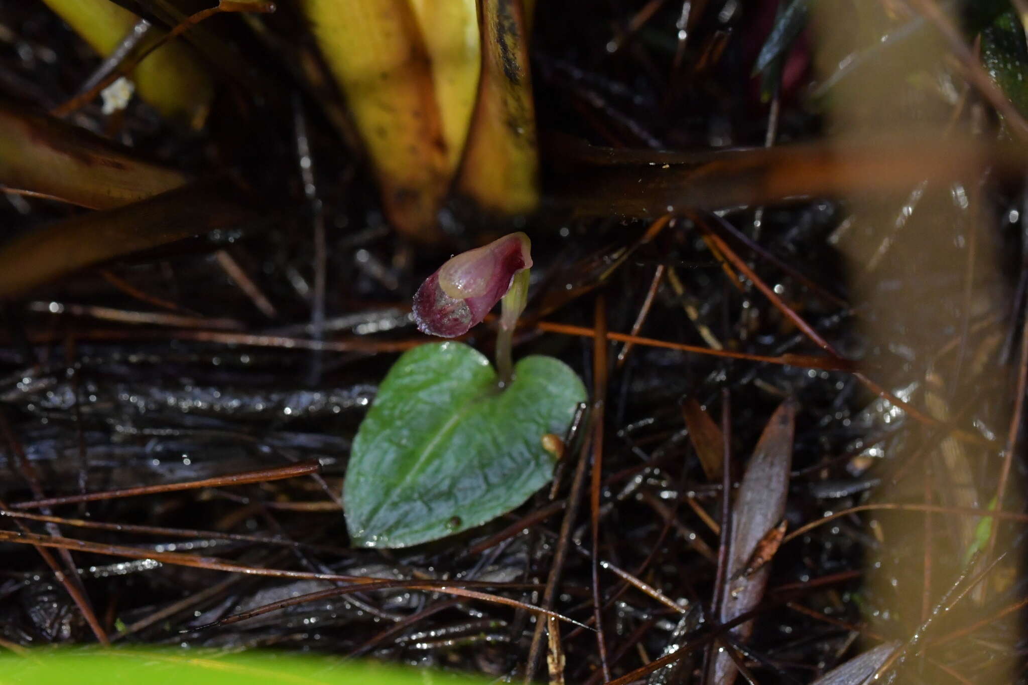 Image of Corybas rotundifolius (Hook. fil.) Rchb. fil.