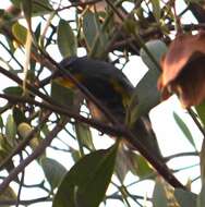 Image of Setophaga coronata auduboni (J. K. Townsend 1837)