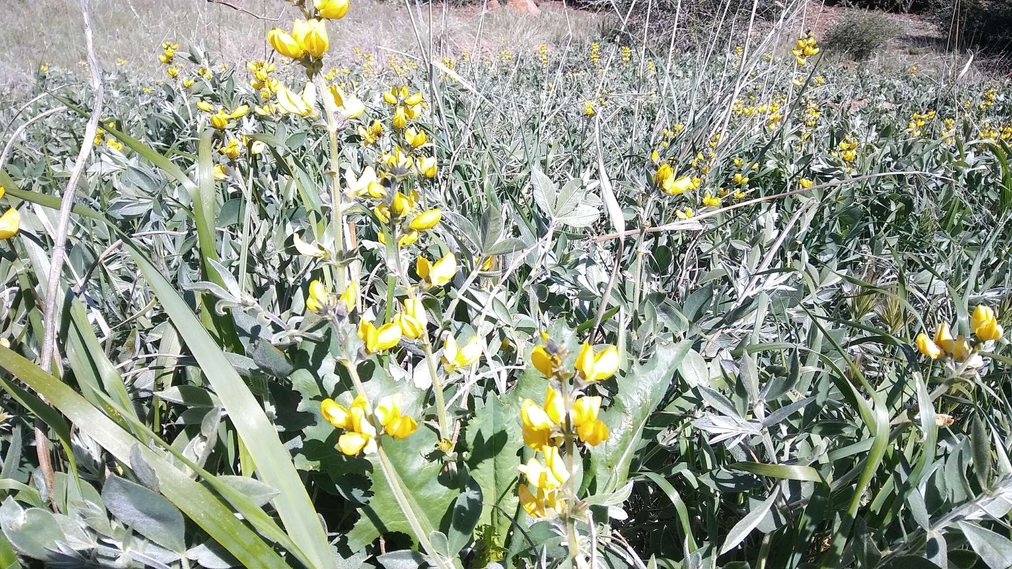 Image of California goldenbanner