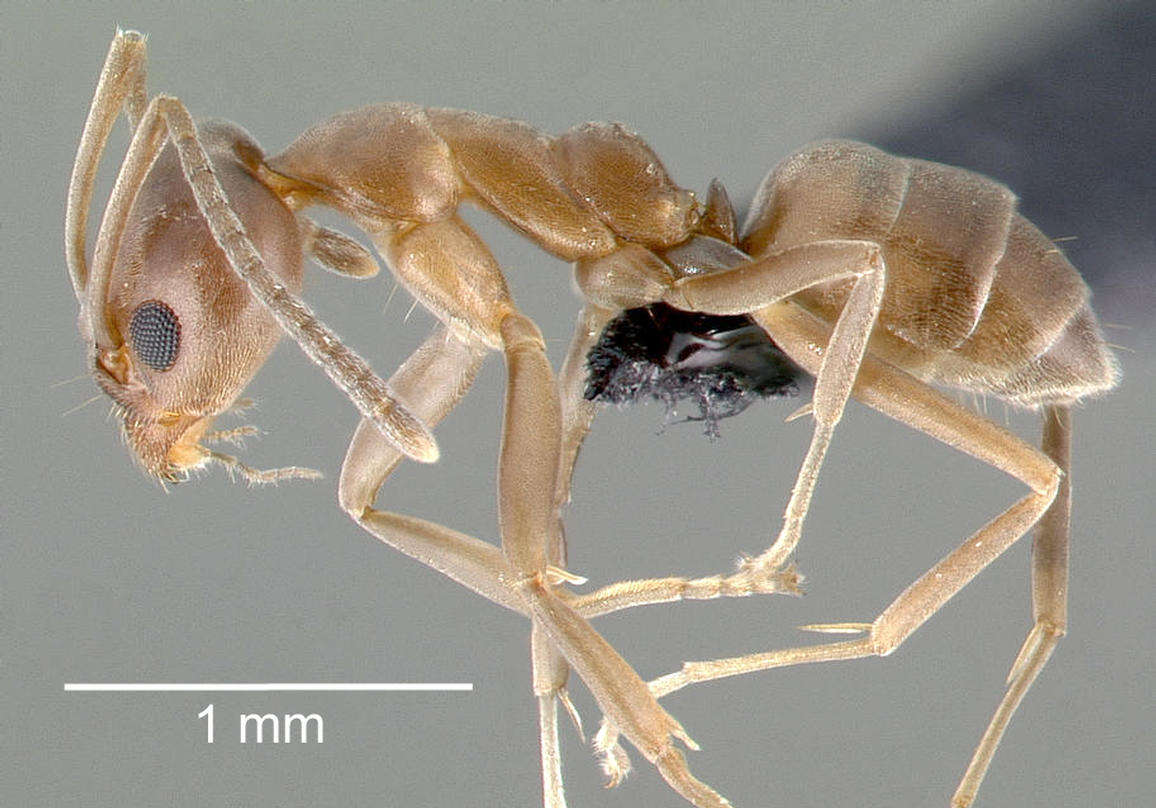 Image of Argentine Ant