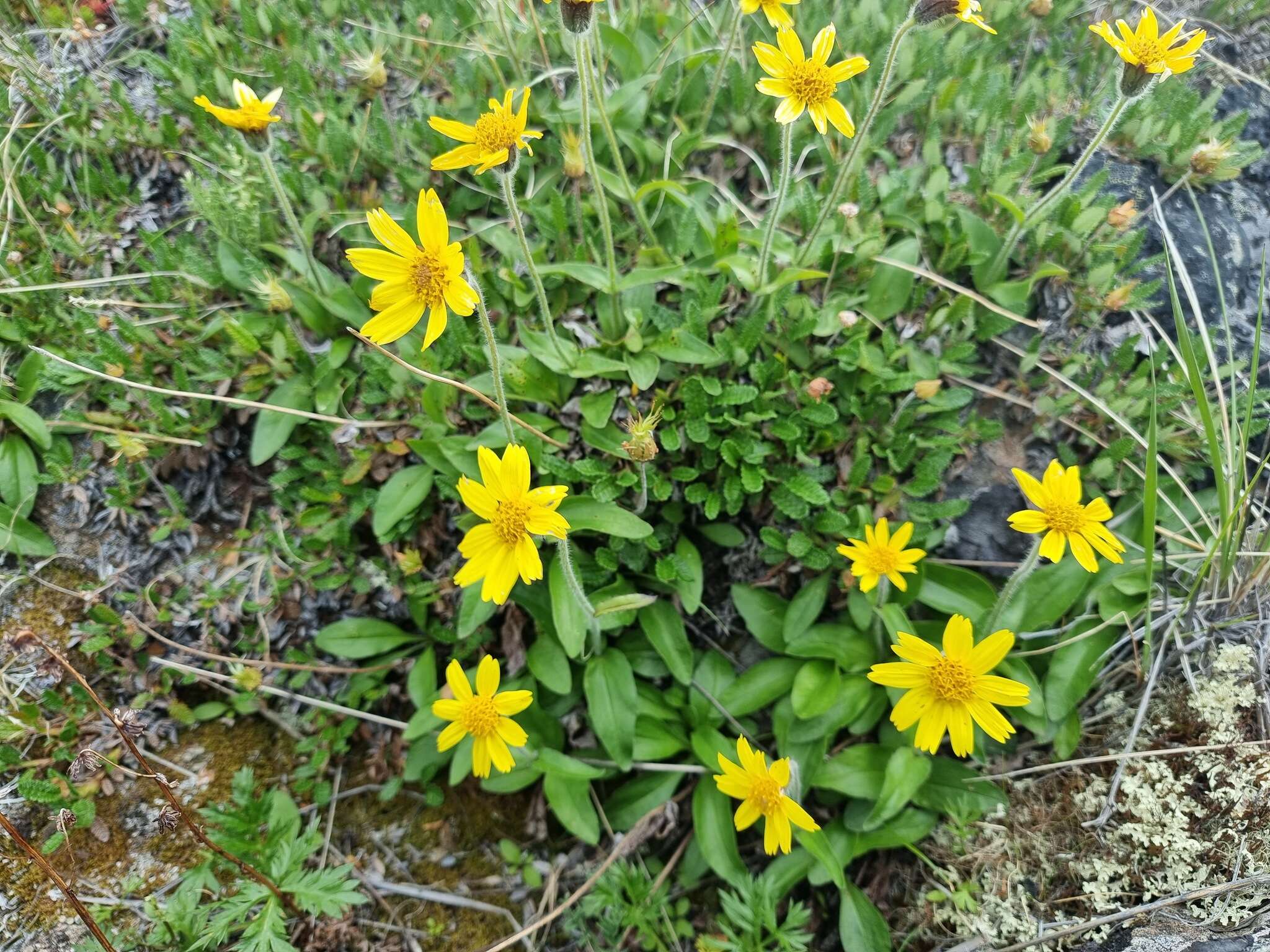 Image of Arnica griscomii Fern.