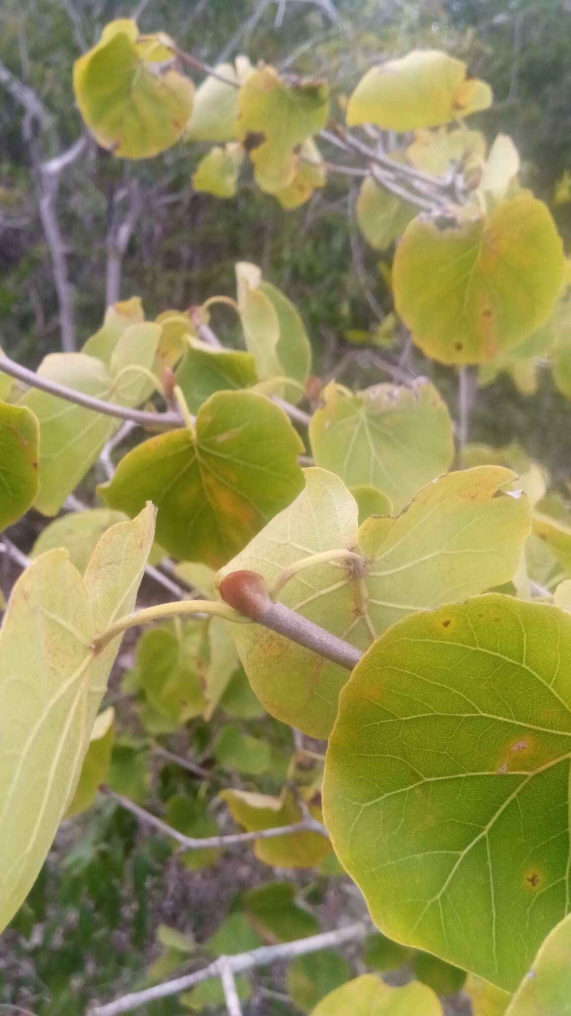 Imagem de Schizenterospermum majungense Homolle ex Arènes