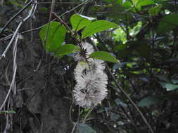 Image of Decaneuropsis cumingiana (Benth.) H. Rob. & Skvarla