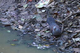 Image of Nilgiri Wood Pigeon