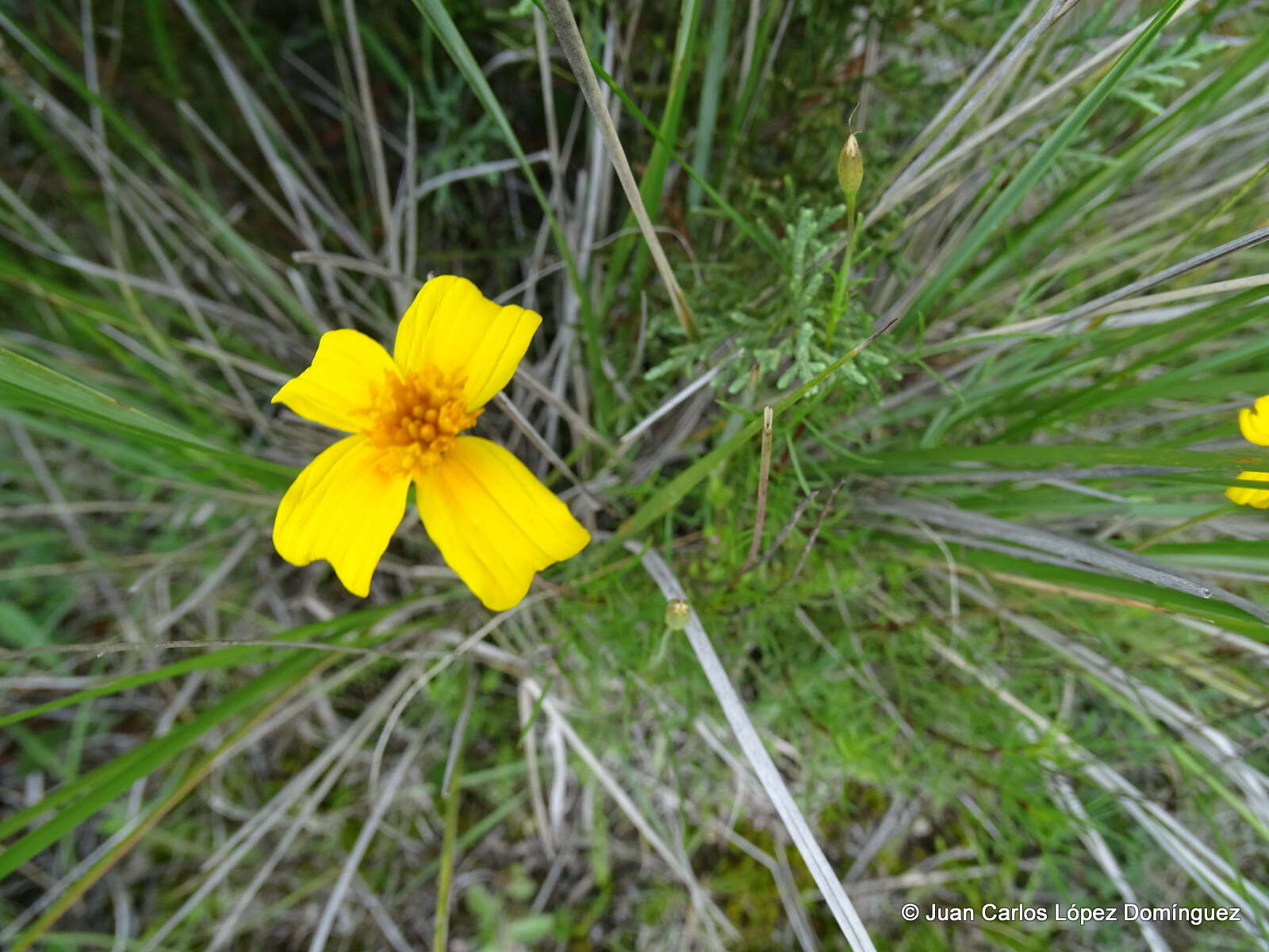 Tagetes linifolia Seaton resmi