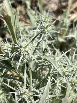 Eryngium aristulatum subsp. parishii (Coulter & Rose) R. M. Beauchamp resmi