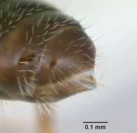 Plancia ëd Monomorium talbotae Du Bois 1981