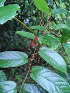 Image of Broussonetia kaempferi var. australis Suzuki