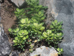 Image of Alyssum foliosum Bory & Chaub.