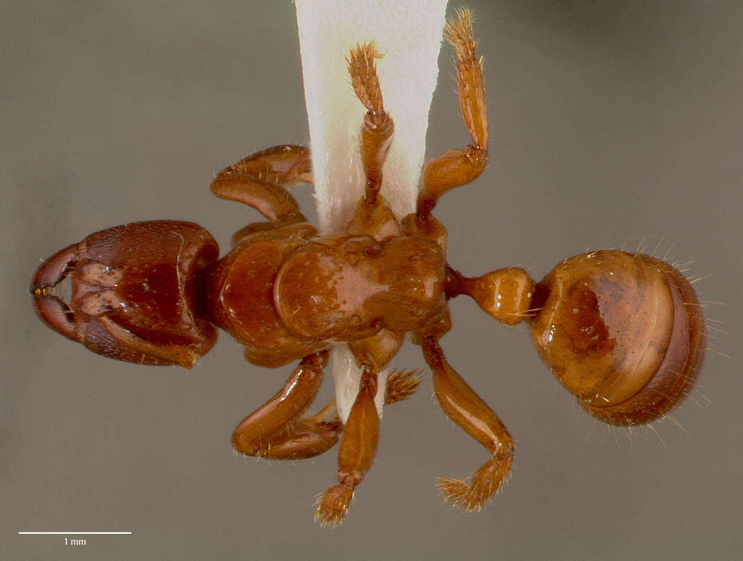 Imagem de Centromyrmex feae (Emery 1889)