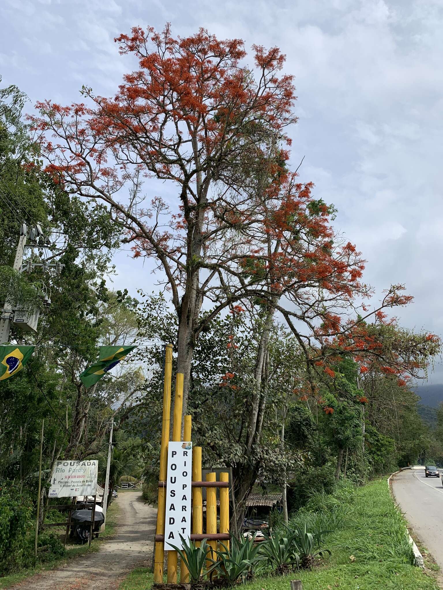 Erythrina falcata Benth. resmi