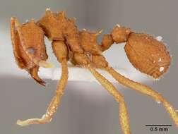 Image of Northern Fungus Farming Ant