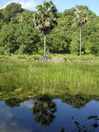 Image of toddy palm