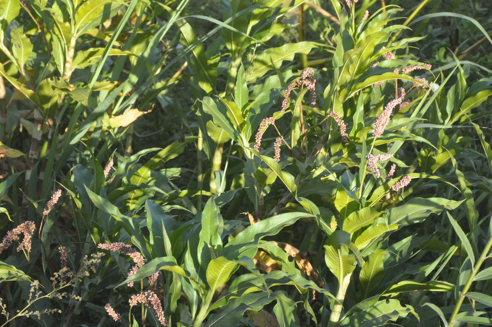 Image of Persicaria ferruginea (Wedd.) Sojak