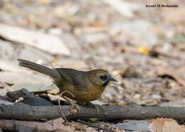 Image of Black-chinned Babbler