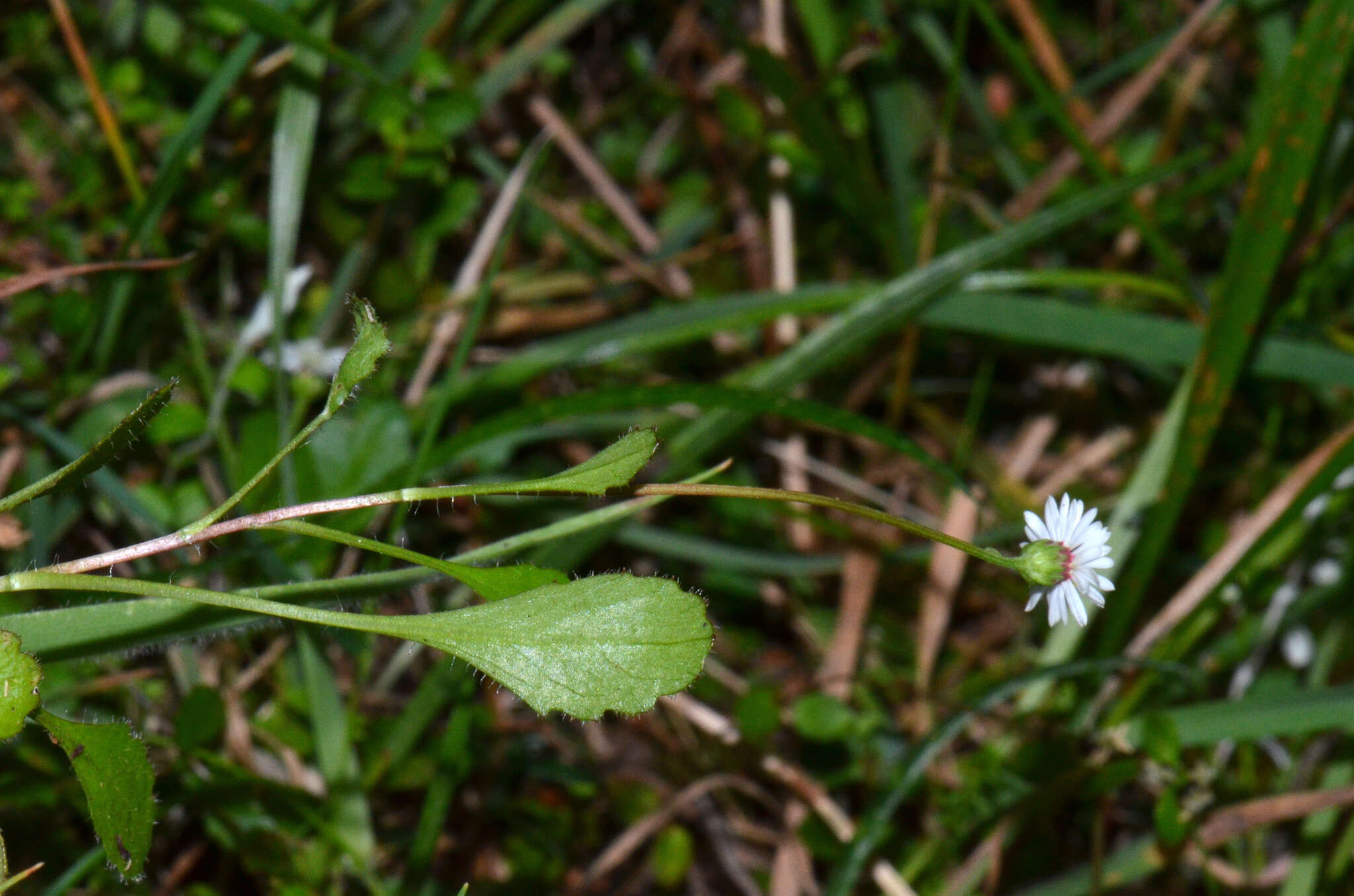 Plancia ëd Lagenophora pumila var. barkeri (Kirk) Simpson