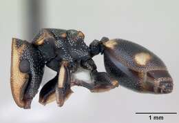 Cephalotes targionii (Emery 1894) resmi