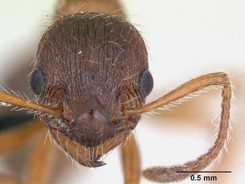 Image of European fire ant