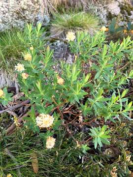 صورة Pimelea ligustrina Labill.