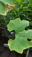Image of <i>Sechiopsis triquetra</i>
