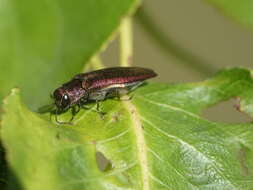 Image of Metallic wood-boring beetle