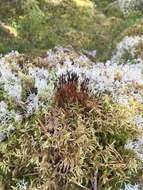 Image of Black fruited stink moss