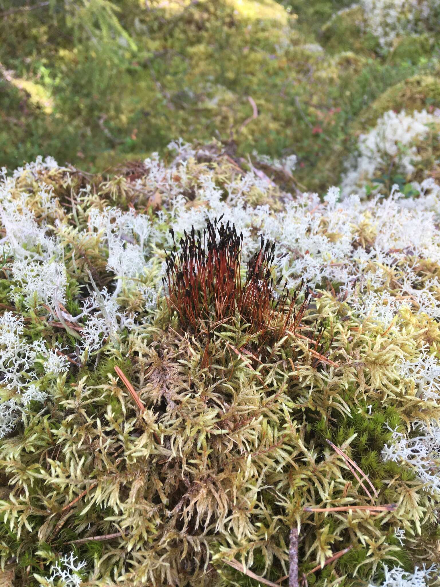 Image of Black fruited stink moss