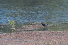 Image of Black Stilt