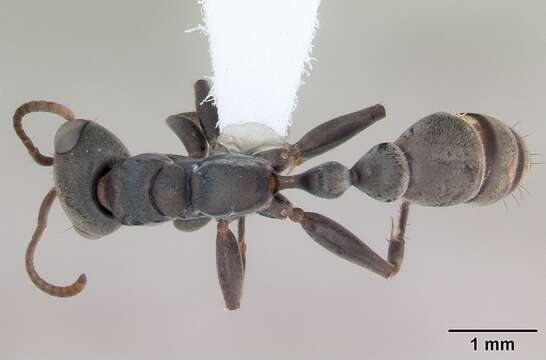 Sivun Pseudomyrmex gracilis (Fabricius 1804) kuva