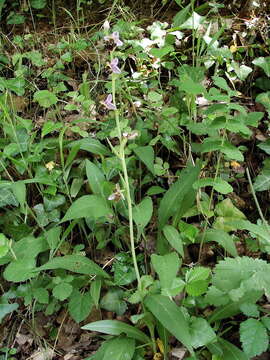 Image of Woodcock bee-orchid