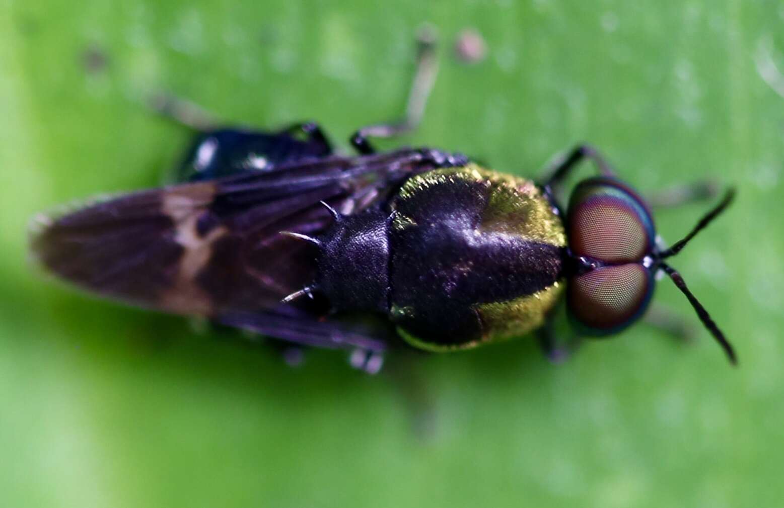 Image of Ptilocera quadridentata (Fabricius 1805)