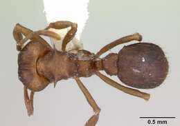 Image of Acromyrmex heyeri (Forel 1899)