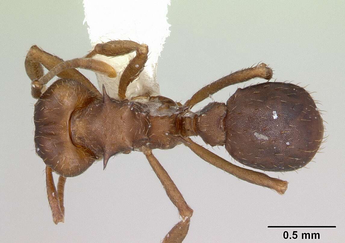 Image of Acromyrmex heyeri (Forel 1899)