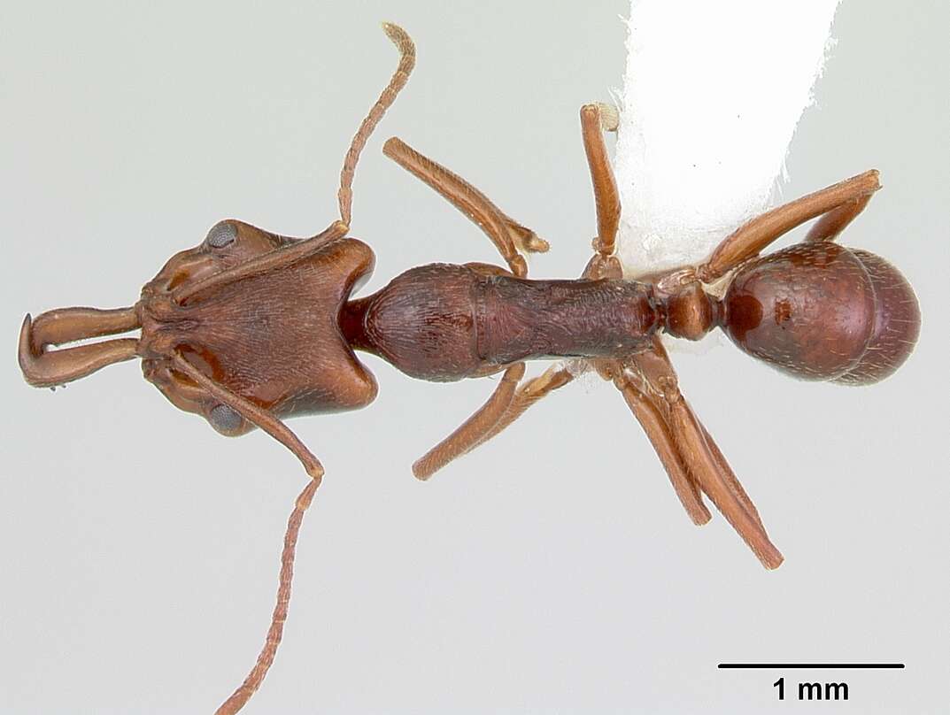 Image of Anochetus pattersoni