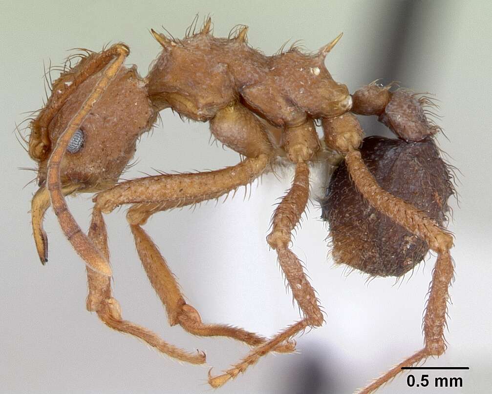 Image of Acromyrmex coronatus (Fabricius 1804)