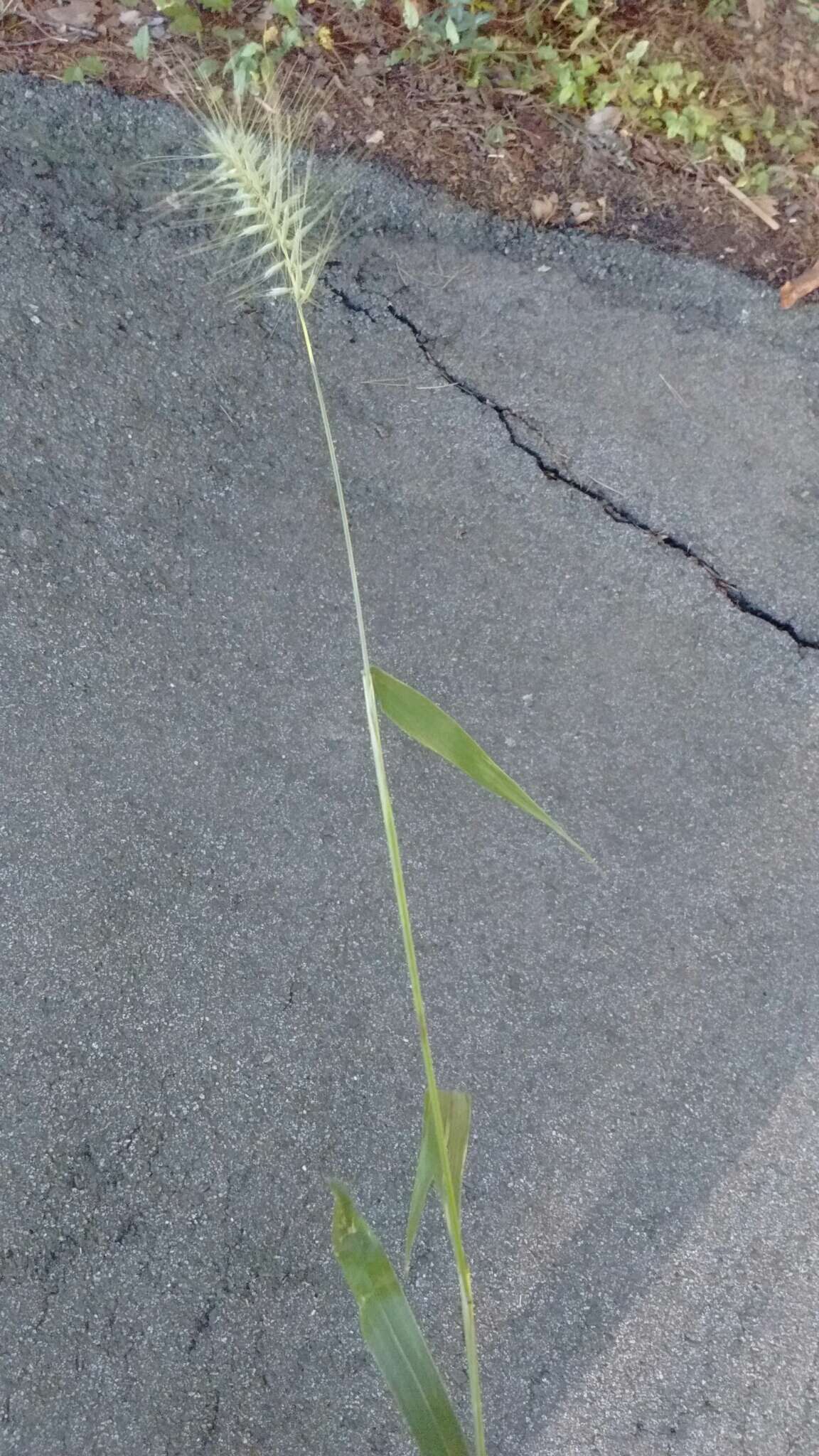 Image of Eastern Bottle-Brush Grass