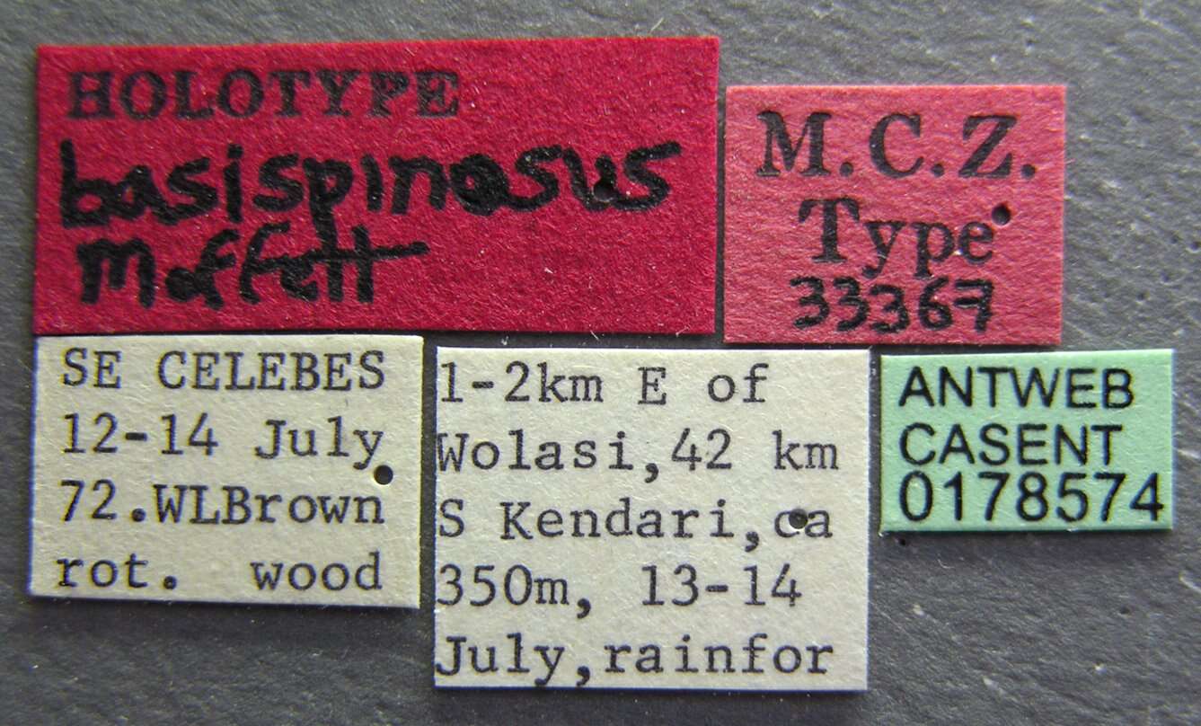 Image of Acanthomyrmex basispinosus Moffett 1986