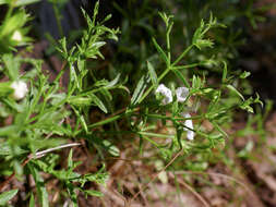 Image de Stachys glutinosa L.