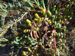 Image of Acacia pinguifolia J. M. Black