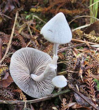 Image of Entoloma canoconicum E. Horak 1976