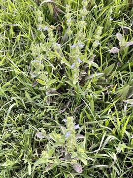 Image of Salvia hirsuta Jacq.